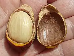 Zaad van Cycas revoluta met een middelste, verharde laag de sclerotesta en een buitenste, roodachtige laag de sarcotesta en een binnenste, vezelige laag de endotesta