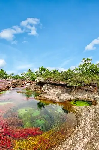 Caño Cristales