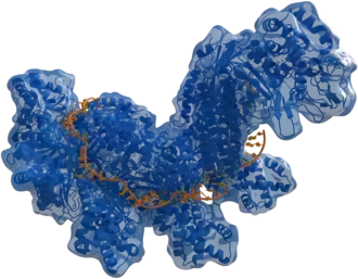 Het CRISPR-eiwit Cas (blauw) gebonden aan enkelstrengs-DNA (oranje)