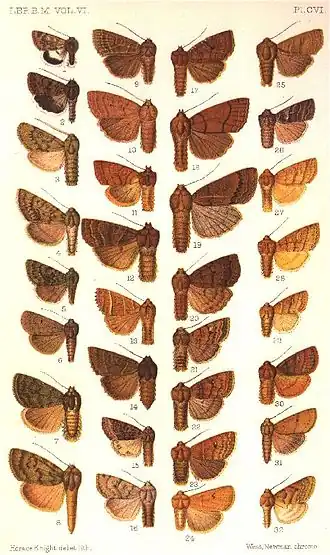 Pyreferra ceromatica