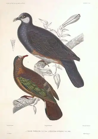 Stephans smaragdduif