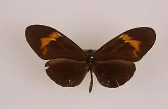 Heliconius rubellius