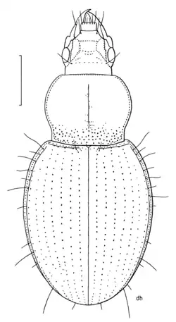 Molopsida seriatoporus