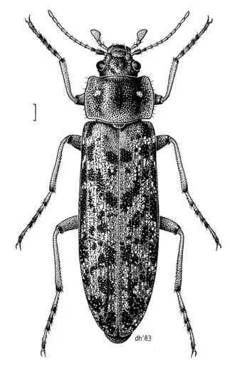 Chalcodryidae