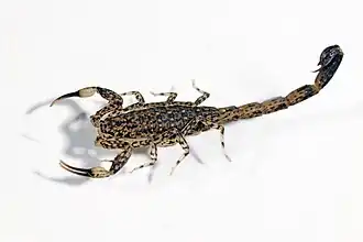 Kleine marmerschorpioen