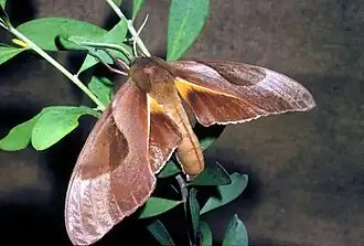 Coequosa triangularis