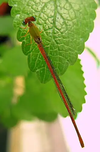 Ceriagrion auranticum