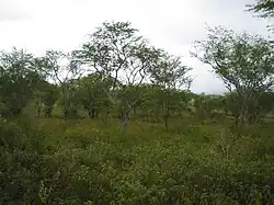 Caatinga