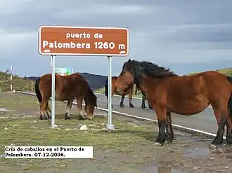 Paarden op de bergpas van Palombera.