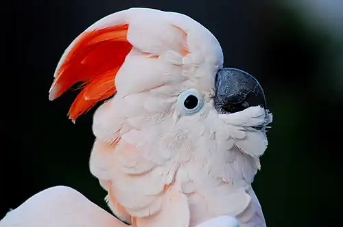 Molukkenkaketoe(Cacatua moluccensis)