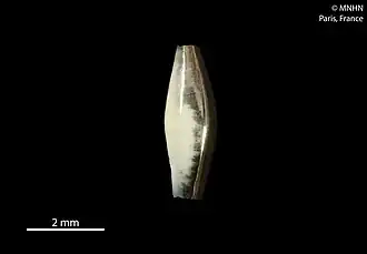 Cadulus aequatorialis