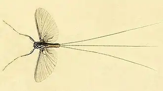 Caenis macrura