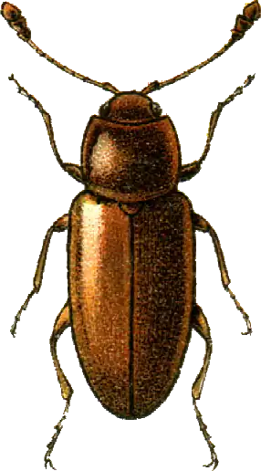 Caenoscelis ferruginea