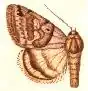 Caenurgina distincta