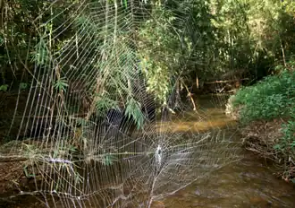 Web van Caerostris darwini in het nationaal park Ranomafana.