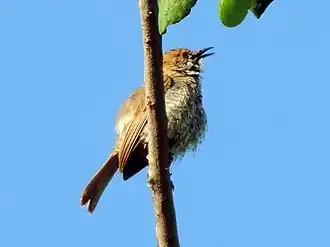 Kleine savannezanger