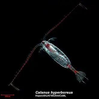 Calanus hyperboreus