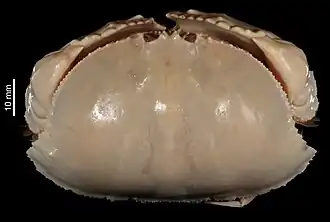 Calappa monilicanthus