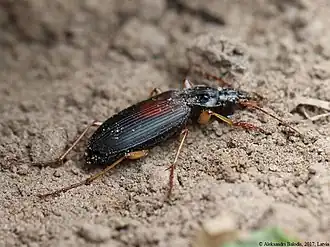 Variabele slanke loper