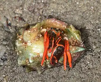 Calcinus californiensis