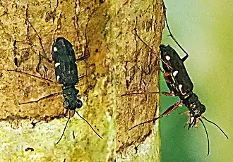 Caledonica mniszechii