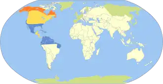 Kleinste strandloper