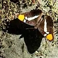Limenitis bredowii