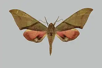 Callambulyx kitchingi