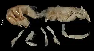 Calliapagurops foresti