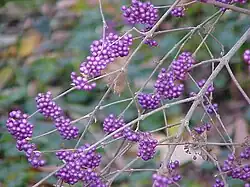 Callicarpa bodinieri var. giraldii