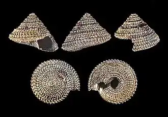 Calliobasis nepticula