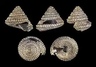 Calliobasis spectrum