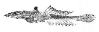 Callionymus sagitta