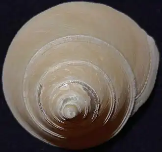 Calliostoma scotti