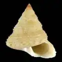 Calliostoma anseeuwi