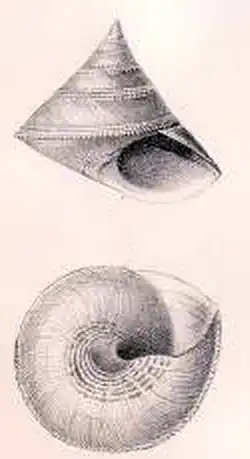 Calliostoma chuni