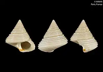 Calliostoma cochlias
