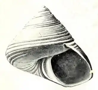 Calliostoma columnarium