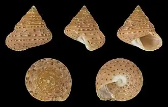 Calliostoma depictum