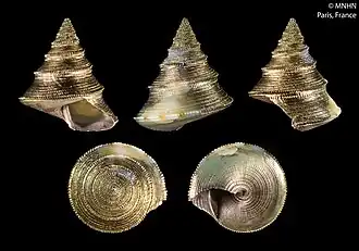 Calliostoma heros