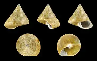Calliostoma laugieri