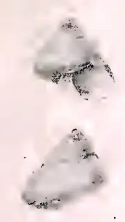 Calliostoma moebiusi