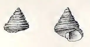 Calliostoma occidentale