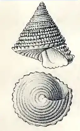 Calliostoma sapidum