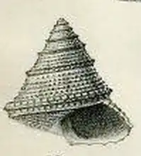 Calliostoma thrincoma