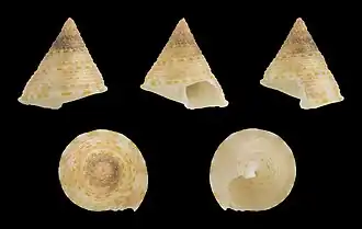 Calliostoma ticaonicum