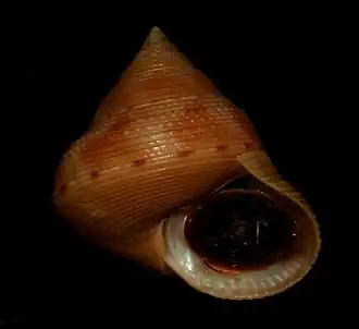 Calliostoma unicum