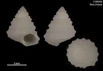 Calliotropis acherontis