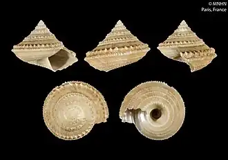 Calliotropis dicrous