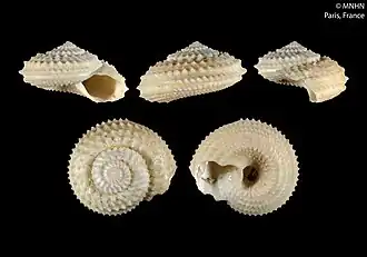 Calliotropis ostrideslithos